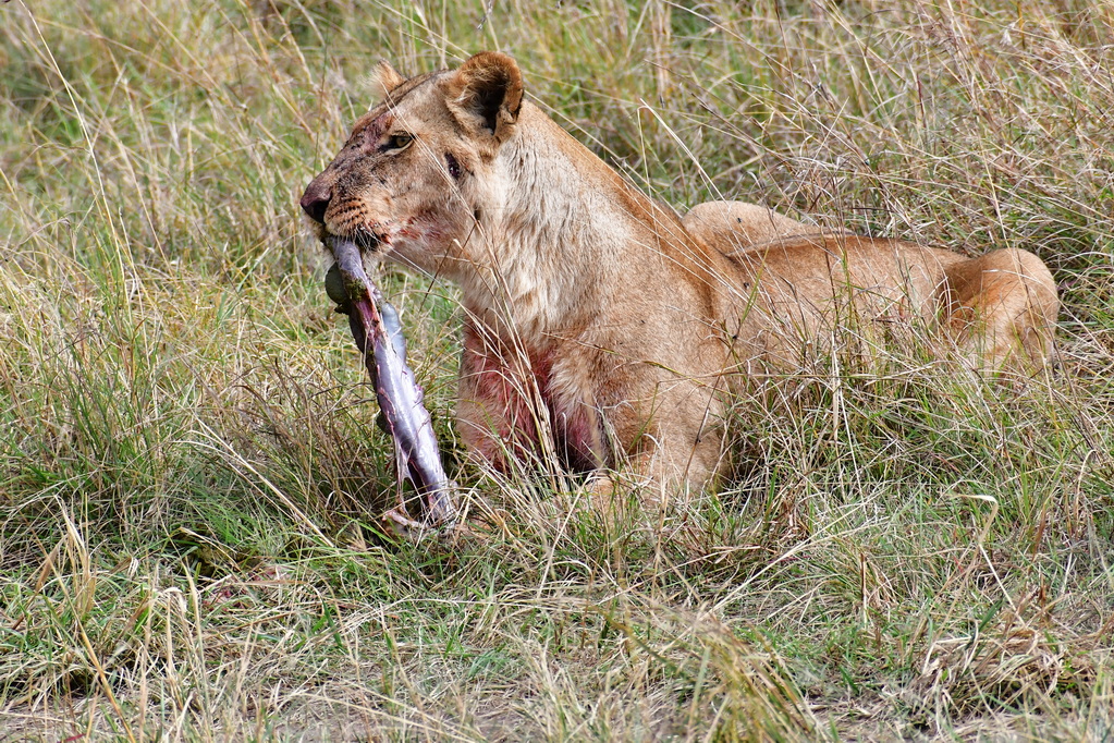 Masai Mara Nat. Reserve